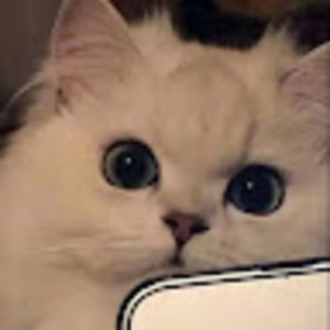 Meet your Posher, Dina